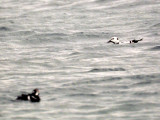 Stellers Eider