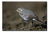 Grey Backed Wagtail