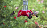 Hummingbird Physicals and Banding