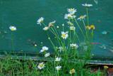 Flowers and canoe