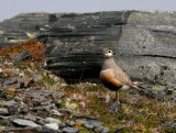 Fjllpipare - Dotterel (Charadrius morinellus)