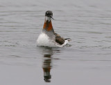 Smalnbbad simsnppa - Red-necked Phalarope (Phalaropus lobatus)