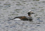 Alfgel - Long-tailed Duck (Clangula hyemalis)