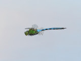 Kejsartrollslnda - Emperor dragonfly (Anax imperator)