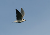 Svarttrna - Black Tern (Chlidonias niger)