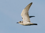 Svarttrna - Black Tern (Chlidonias niger)