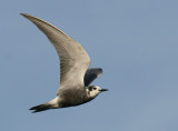 Svarttrna - Black Tern (Chlidonias niger)