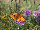 ngsprlemorfjril - Argynnis aglaja (Dark Green Fritillary)