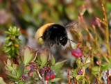 Alphumla (Bombus alpinus)