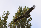 Stpprn - Steppe Eagle (Aquila nipalensis)