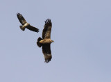 Stpprn - Steppe Eagle (Aquila nipalensis)