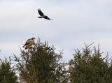 Stpprn - Steppe Eagle (Aquila nipalensis)