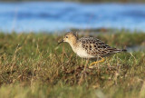 Prrielpare - Buff-breasted Sandpiper (Tryngites subruficollis)