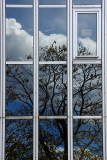 Arbre en cage
