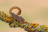 Scorpion - חד-צלע מגובשש - Compsobuthus werneri