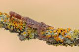 <h5>Scorpion - חד-צלע מגובשש - <i>Compsobuthus werneri<i></h5>