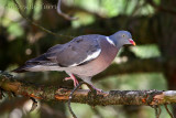 Common Wood Pigeon