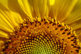 sunflower_chronicled