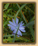 Blue-Flower.jpg