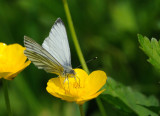 3481-Butterfly 1b.jpg