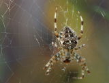 3279-Garden Spider-2.jpg