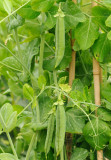 0048 - Telegraph Peas.jpg