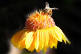 IMG_6233 qge.jpg