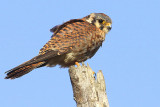 IMG_9858 sel.jpg