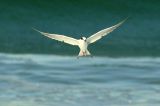 IMG_0339 terns.jpg