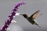 IMG_0087 hummers.jpg