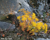 Rock Flowers