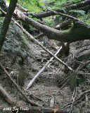 Sunken mine shaft, 1/2 mile north of Green River Horse Camp