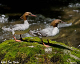 Ducks in a Row, Common Mergansers