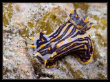 Polycera atra Nudibranch