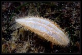 White Sea Cucumber