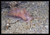 Flabellina pricei