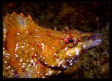 Painted Greenling