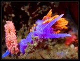 Spanish Shawl Nudibranch w/eggs