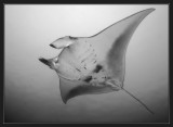 Manta Ray in Black and White