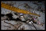 Redondo Canyon Pipefish