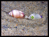 Snail Love
