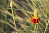 Prairie Coneflower