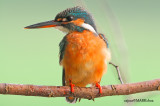 Common Kingfisher , Female