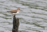 Common Sandpiper (Actitis hypoleucos)