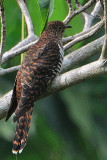 Oriental Cuckoo (Cuculus saturatus) - Hepatic Morph
