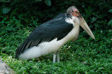 Marabou Storks