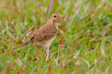 Richards pipit