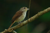 Tiger Shrike (Lanius tigrinus)