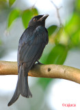  Crow-billed Drongo (Dicrurus annectans)