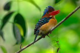 Banded Kingfisher (Lacedo pulchella)